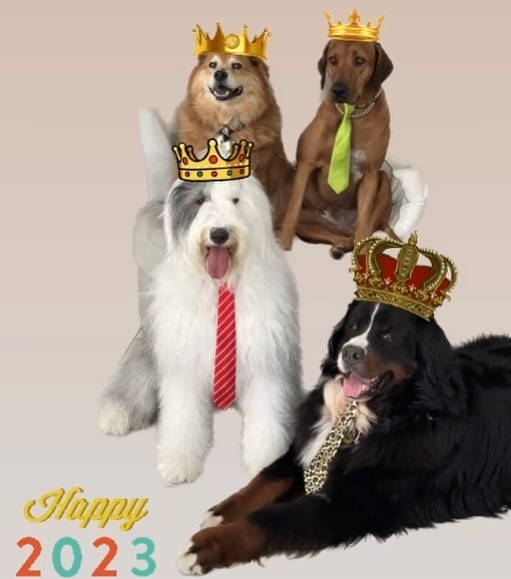 To all my 4 LEGS FRIENDS | Alexandra Ramos Therapy Animals