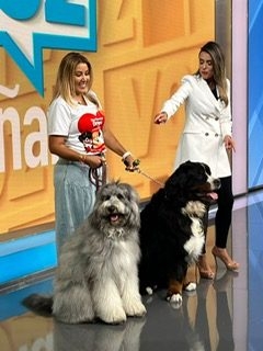  August 26, 2022 | Ale Ramos Therapy Animals