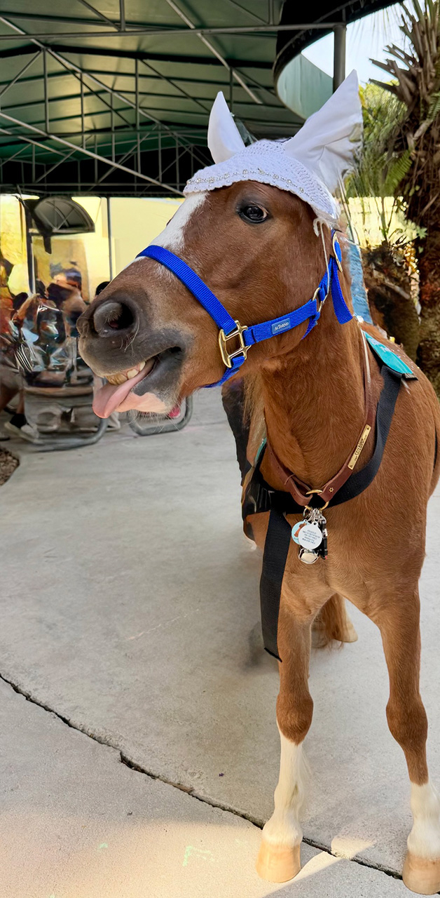 VACC Camp 2025 by Nicklaus children’s Hospital - March 24, 2025 | Ale Ramos Therapy Animals