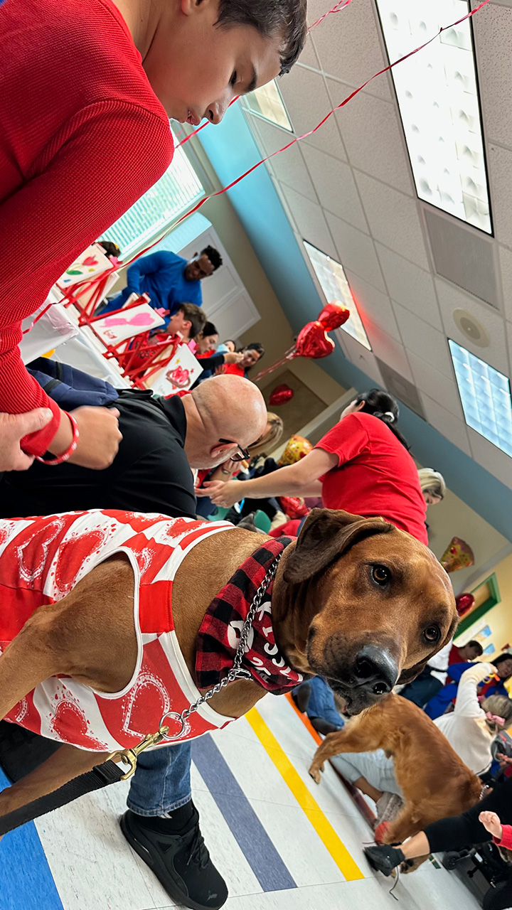 Valentine celebration at Big Bear Academy with Odin 2023 | Ale Ramos Therapy Animals
