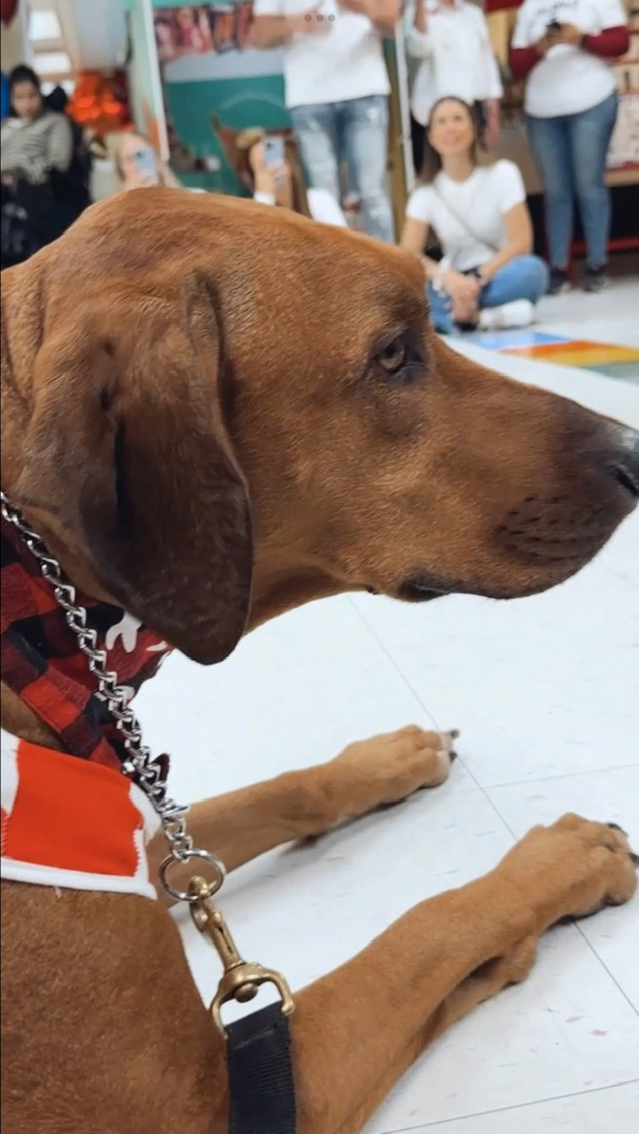 Valentine celebration at Big Bear Academy with Odin 2023 | Ale Ramos Therapy Animals