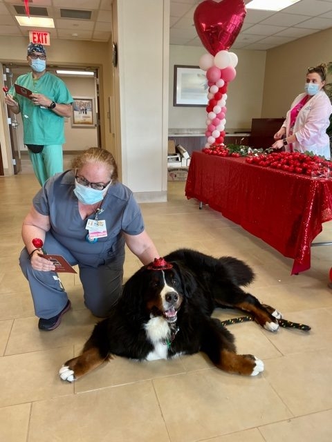 Valentine’s Celebrations at Mercy Hospital | Ale Ramos Therapy Animals