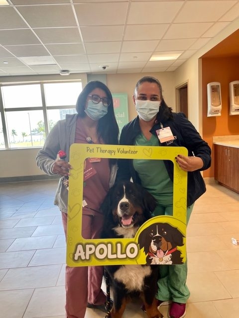 Valentine’s Celebrations at Mercy Hospital | Ale Ramos Therapy Animals