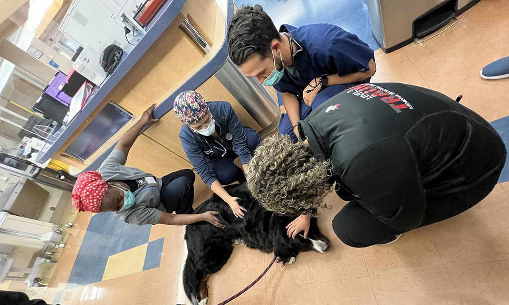 Visit at Kendall Regional Hospital | Ale Ramos Therapy Animals