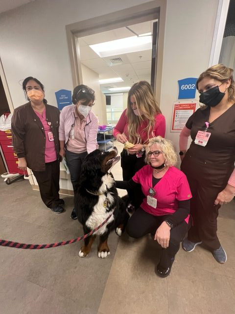 Visit at Kendall Regional Hospital | Ale Ramos Therapy Animals