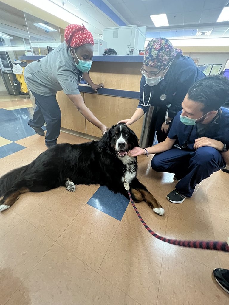 Visit at Kendall Regional Hospital | Ale Ramos Therapy Animals