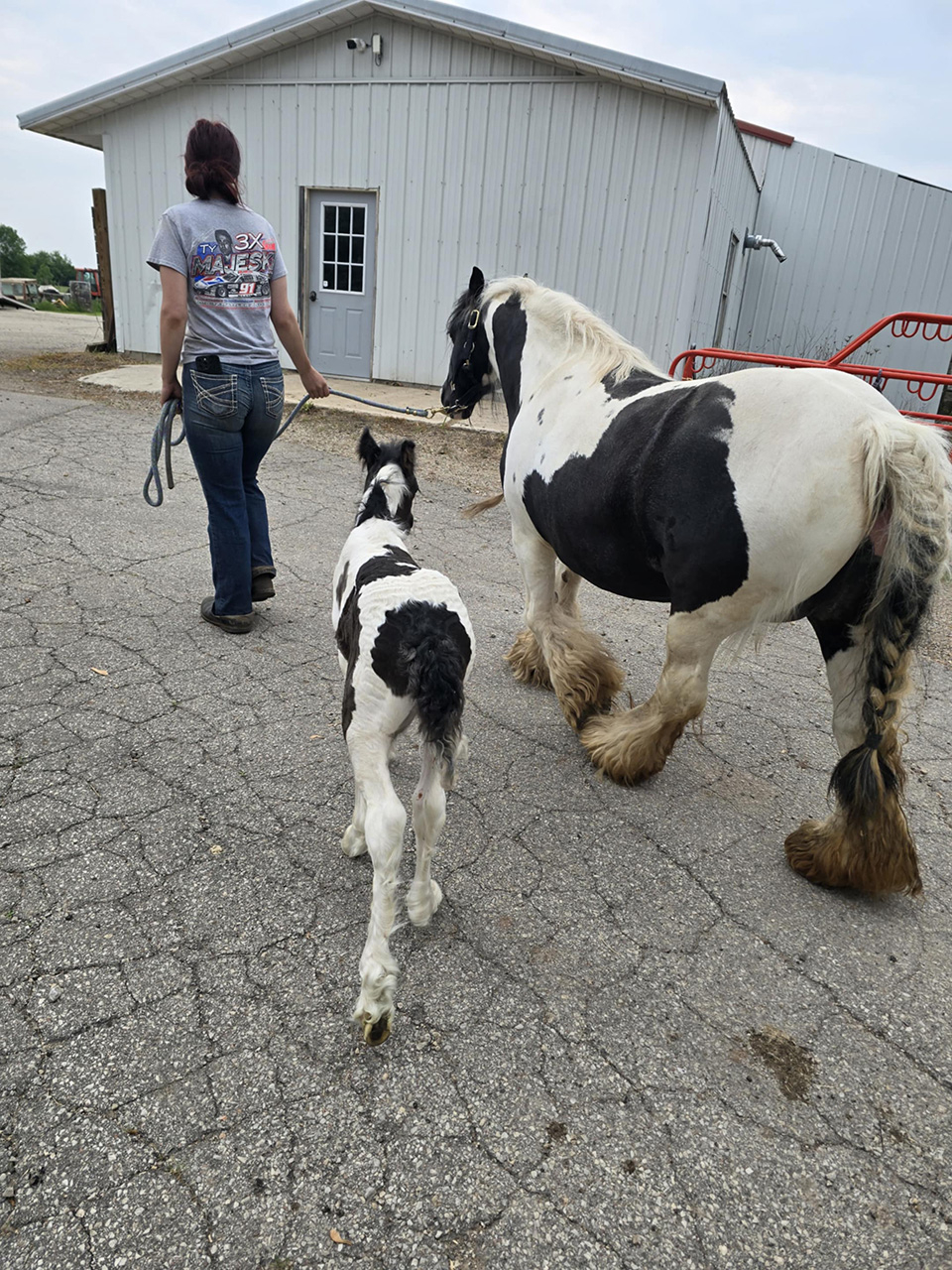 Visit by Pegasus at Nicklaus Children’s Hospital - June 12, 2025 | Ale Ramos Therapy Animals