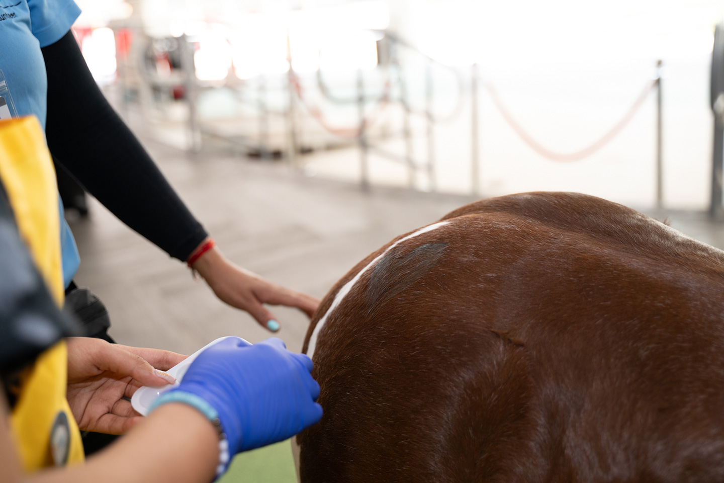 Visit by Pegasus at Nicklaus Children’s Hospital - June 12, 2025 | Ale Ramos Therapy Animals