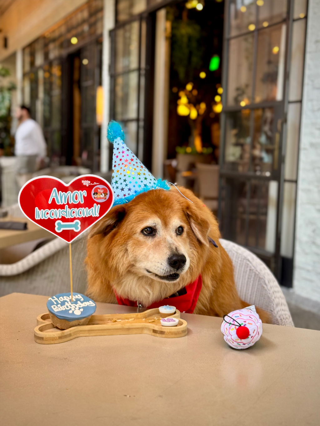 🎂 Zeus Birthday 🍰 / March 5, 2025 | Alexandra Ramos Therapy Animals