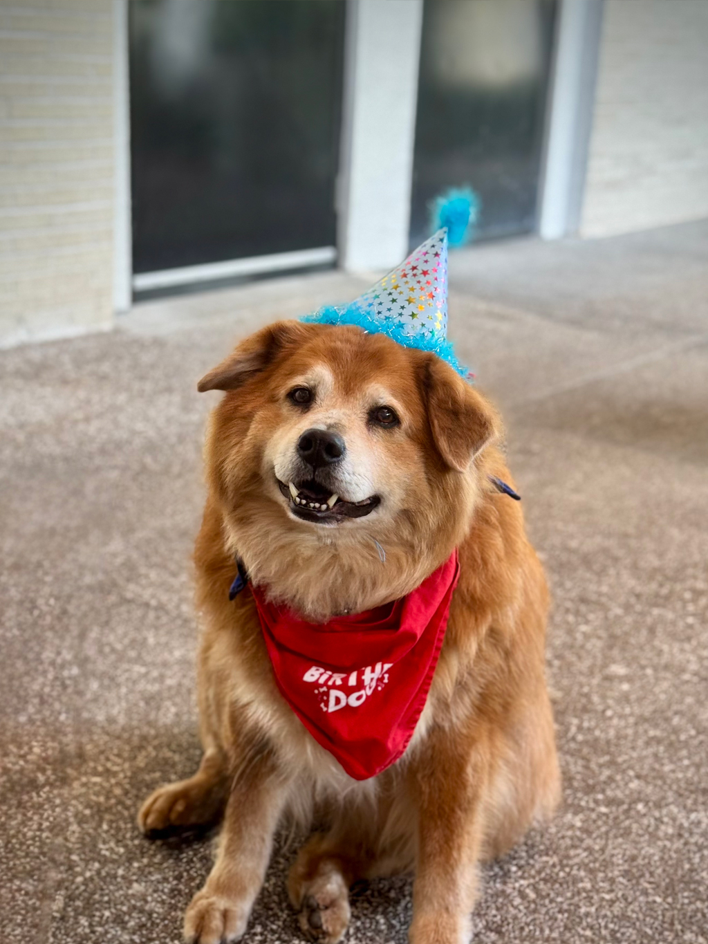 🎂 Zeus Birthday 🍰 / March 5, 2025 | Alexandra Ramos Therapy Animals