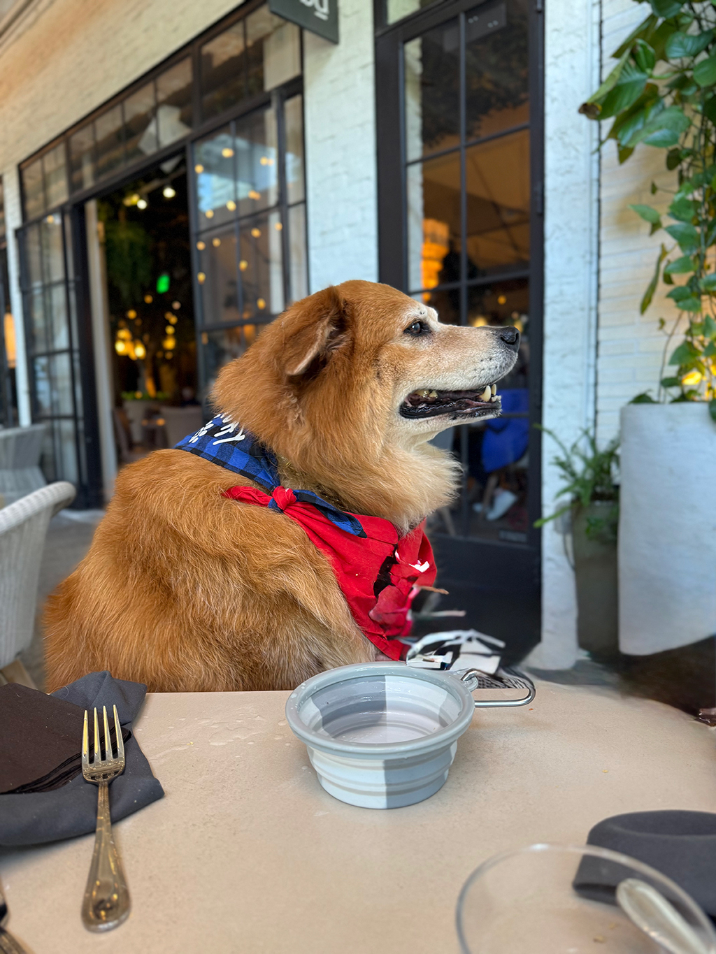 🎂 Zeus Birthday 🍰 / March 5, 2025 | Alexandra Ramos Therapy Animals