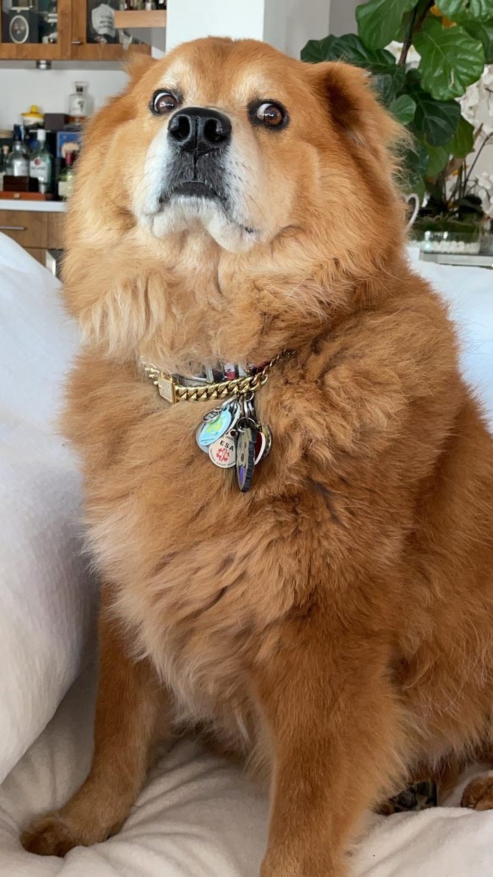 Zeus Love | Ale Ramos Therapy Animals