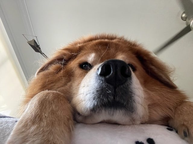 Zeus Love | Ale Ramos Therapy Animals