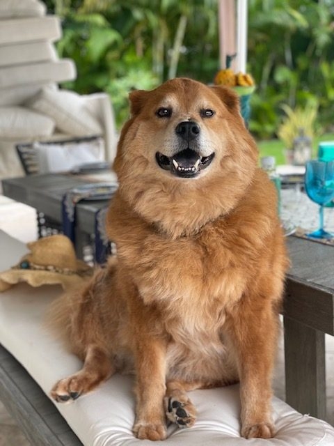Zeus Love | Ale Ramos Therapy Animals