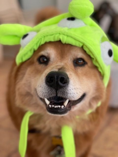 Zeus Love | Ale Ramos Therapy Animals