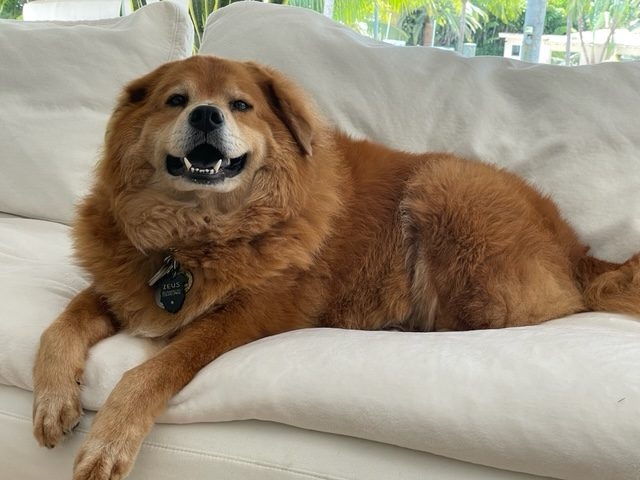Zeus Love | Ale Ramos Therapy Animals
