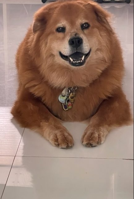 Zeus Love | Ale Ramos Therapy Animals