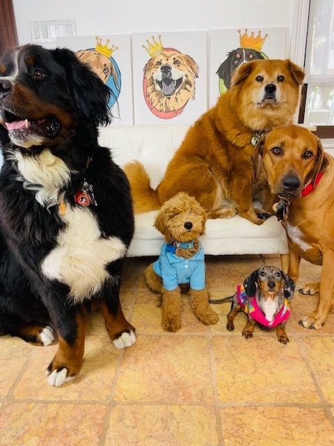Zeus Love | Ale Ramos Therapy Animals